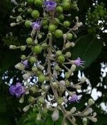 Propiedades de Vitex trifolia en la Medicina China
